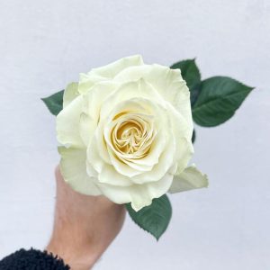 8e44e51a-974e-448b-b2c2-9fdc5af24928